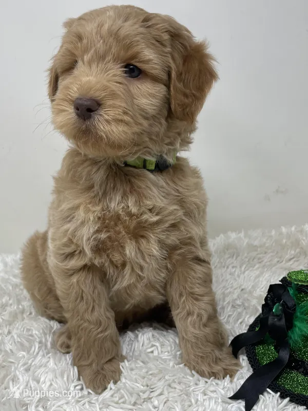 Green Collar – Australian Labradoodle puppy for sale in Rhode Island, RI
