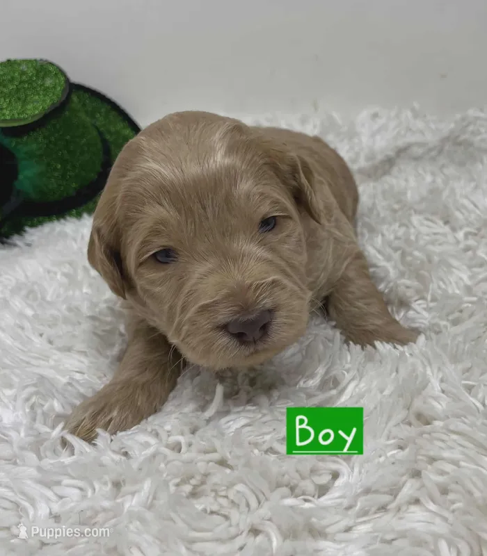 Green Collar, a male Australian Labradoodle for sale in Rhode Island, RI – Photo 1 of 1