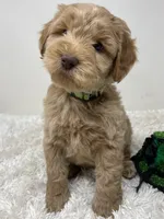 Green Collar, a male Australian Labradoodle for sale in Rhode Island, RI – Photo 4 of 7