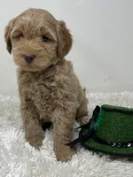 Green Collar, a male Australian Labradoodle for sale in Rhode Island, RI – Photo 5 of 7