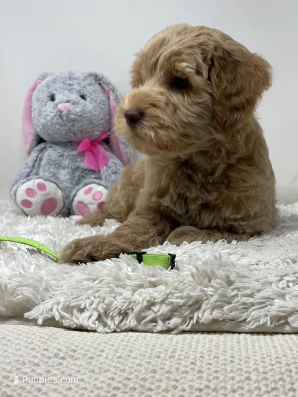 Green Collar – Australian Labradoodle puppy for sale in Rhode Island, RI