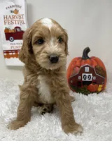 Momma’s Boy, a male Australian Labradoodle for sale in Rhode Island, RI – 8 of 8
