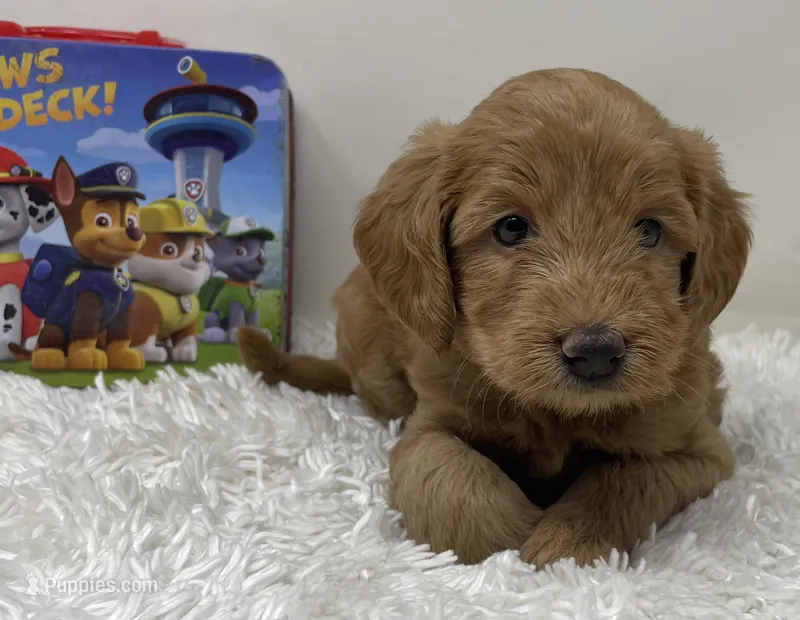 Queenie – Australian Labradoodle puppy for sale in Rhode Island, RI