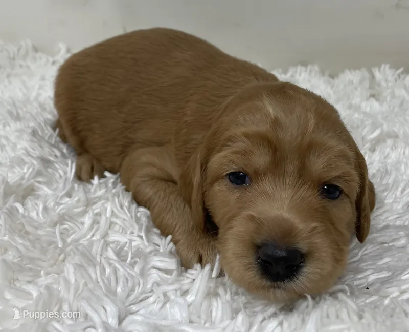 Pretty Girl – Australian Labradoodle puppy for sale in Rhode Island, RI