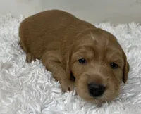 Pretty Girl, a female Australian Labradoodle for sale in Rhode Island, RI – 1 of 2