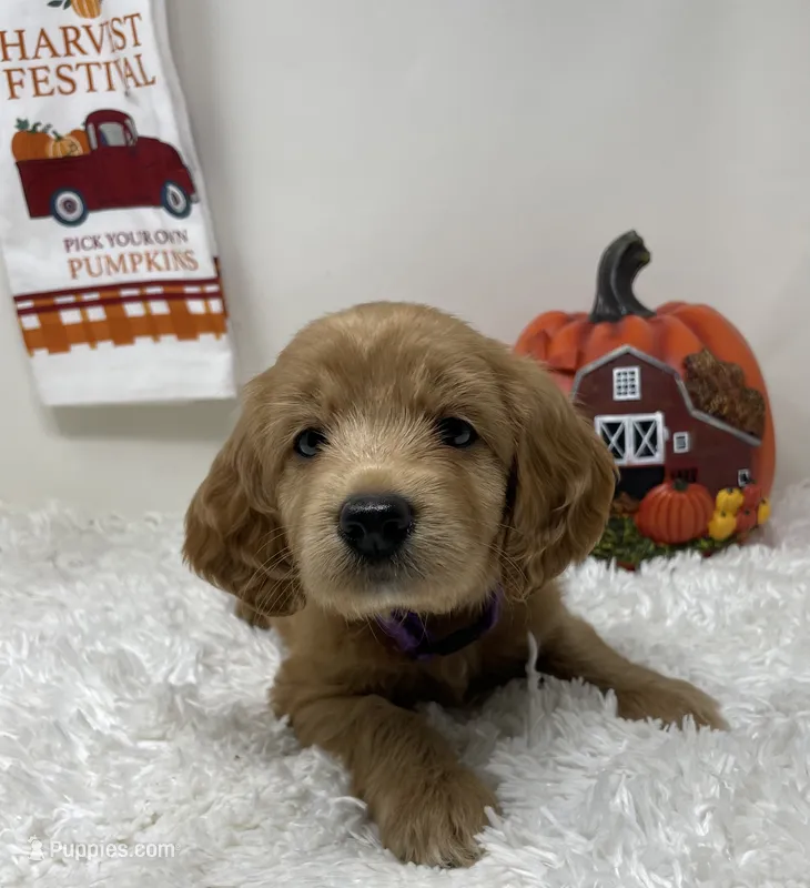 Pretty Girl – Australian Labradoodle puppy for sale in Rhode Island, RI
