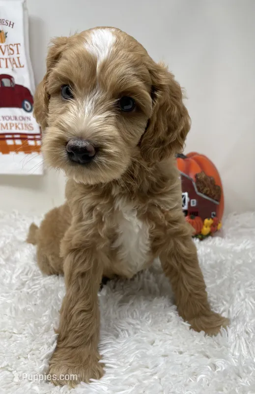 Momma’s Boy – Australian Labradoodle puppy for sale in Rhode Island, RI