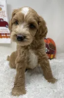 Momma’s Boy, a male Australian Labradoodle for sale in Rhode Island, RI – 1 of 8