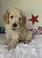 Black collar, a male Australian Labradoodle for sale in Rhode Island, RI – 3 of 3