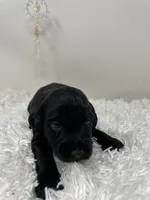 Onyx, a female Australian Labradoodle for sale in Rhode Island, RI – 3 of 3