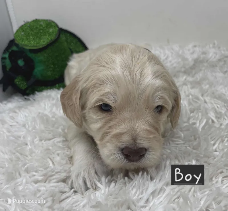 Black Collar, a male Australian Labradoodle for sale in Rhode Island, RI – Photo 1 of 1