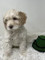 Black Collar, a male Australian Labradoodle for sale in Rhode Island, RI – Photo 4 of 4