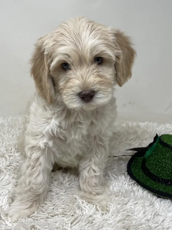 Black Collar – Australian Labradoodle puppy for sale in Rhode Island, RI