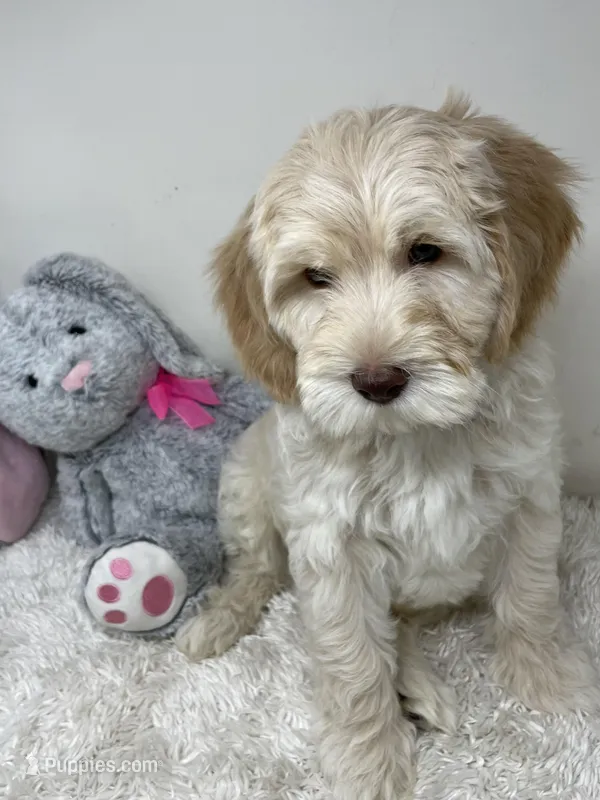 Black Collar – Australian Labradoodle puppy for sale in Rhode Island, RI