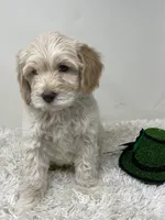 Black Collar, a male Australian Labradoodle for sale in Rhode Island, RI – Photo 3 of 4