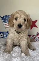 Black collar, a male Australian Labradoodle for sale in Rhode Island, RI – 2 of 3