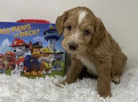 Momma’s Boy, a male Australian Labradoodle for sale in Rhode Island, RI – 4 of 8