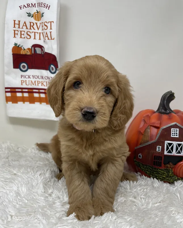 Queenie – Australian Labradoodle puppy for sale in Rhode Island, RI