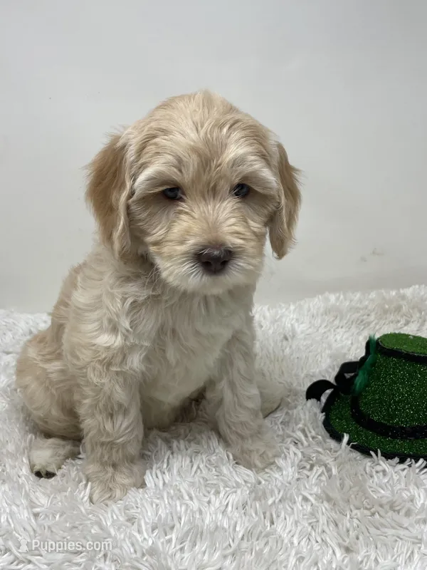 Pink Collar – Australian Labradoodle puppy for sale in Rhode Island, RI