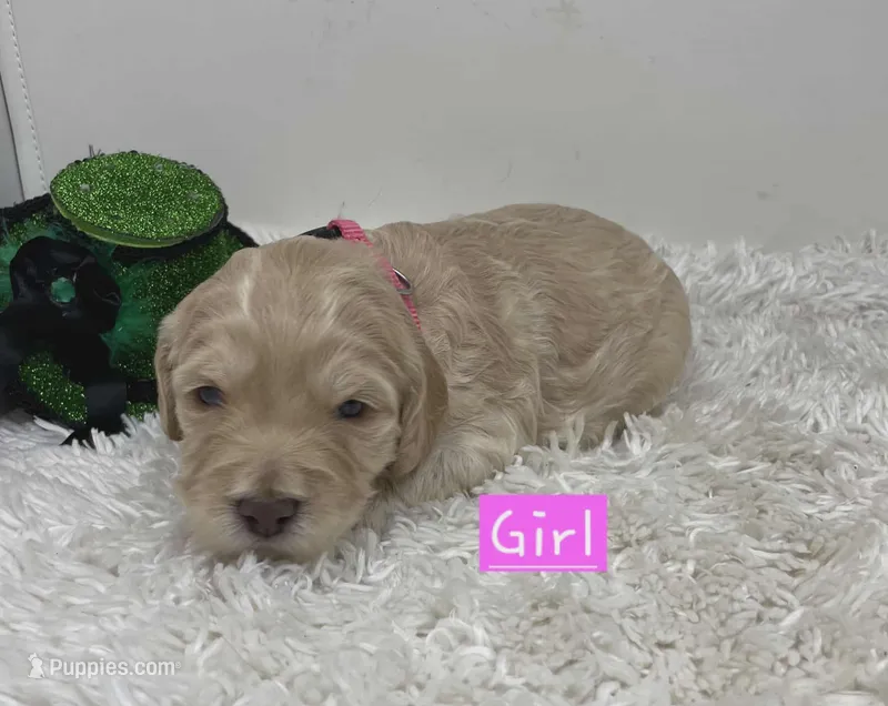 Pink Collar, a female Australian Labradoodle for sale in Rhode Island, RI – Photo 1 of 1