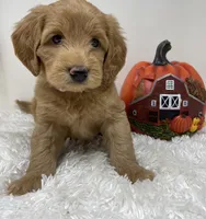 Queenie, a female Australian Labradoodle for sale in Rhode Island, RI – 5 of 10