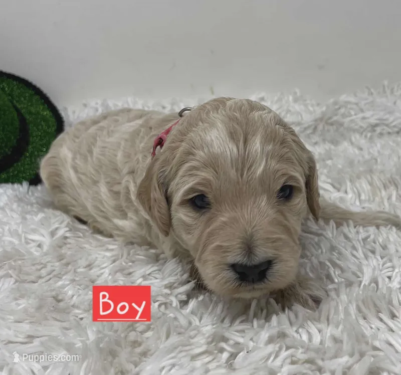 Red Collar, a male Australian Labradoodle for sale in Rhode Island, RI – Photo 1 of 1