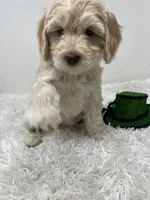 Red Collar, a male Australian Labradoodle for sale in Rhode Island, RI – Photo 4 of 7