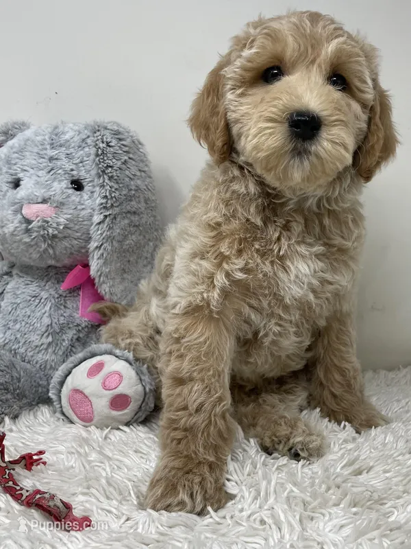 Red Collar, a male Australian Labradoodle for sale in Rhode Island, RI – Photo 1 of 7