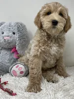 Red Collar, a male Australian Labradoodle for sale in Rhode Island, RI – Photo 1 of 7