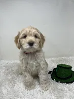 Red Collar, a male Australian Labradoodle for sale in Rhode Island, RI – Photo 5 of 7