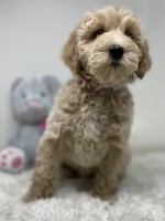 Red Collar, a male Australian Labradoodle for sale in Rhode Island, RI – Photo 3 of 7