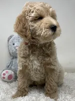 Red Collar, a male Australian Labradoodle for sale in Rhode Island, RI – Photo 6 of 7
