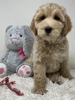 Red Collar, a male Australian Labradoodle for sale in Rhode Island, RI – Photo 7 of 7