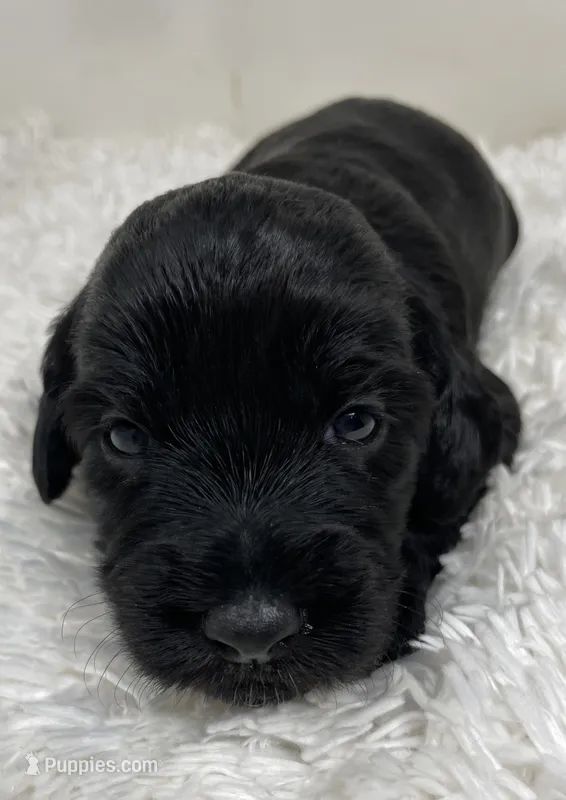 Onyx – Australian Labradoodle puppy for sale in Rhode Island, RI