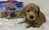 Queenie, a female Australian Labradoodle for sale in Rhode Island, RI – 4 of 10