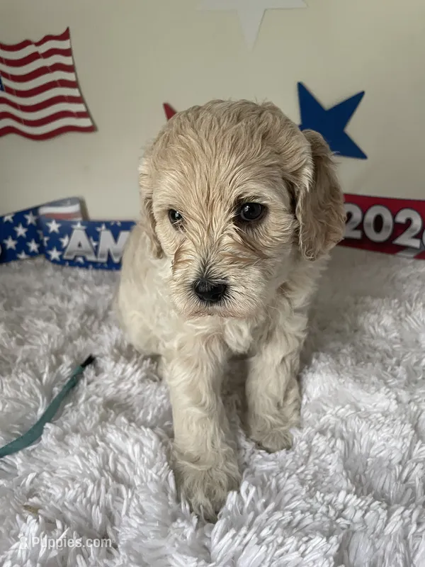 Blue collar  – Australian Labradoodle puppy for sale in Rhode Island, RI