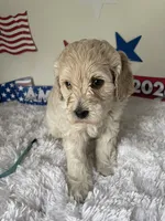 Blue collar , a female Australian Labradoodle for sale in Rhode Island, RI – 1 of 3