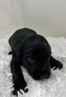 Onyx, a female Australian Labradoodle for sale in Rhode Island, RI – 2 of 3
