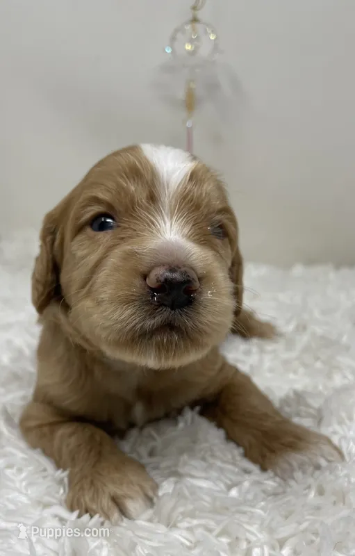 Momma’s Boy – Australian Labradoodle puppy for sale in Rhode Island, RI