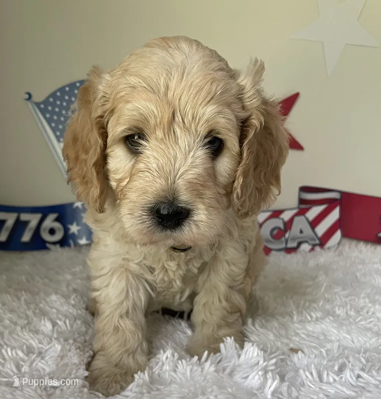 Black collar – Australian Labradoodle puppy for sale in Rhode Island, RI