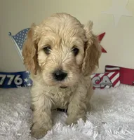 Black collar, a male Australian Labradoodle for sale in Rhode Island, RI – 1 of 3