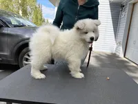 Björn, a male Samoyed for sale in Fairbanks, AK – 4 of 5