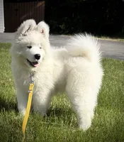 Björn, a male Samoyed for sale in Fairbanks, AK – 2 of 5
