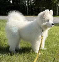 Björn, a male Samoyed for sale in Fairbanks, AK – 3 of 5