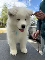Björn, a male Samoyed for sale in Fairbanks, AK – 5 of 5