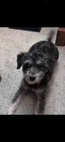 Macy, a female Miniature Schnauzer for sale in Fort Wayne, IN – 2 of 3