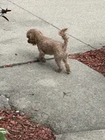 Buddy, a male Poodle - Miniature  for sale in Fort Wayne, IN – Photo 2 of 5