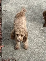 Buddy, a male Poodle - Miniature  for sale in Fort Wayne, IN – Photo 4 of 5