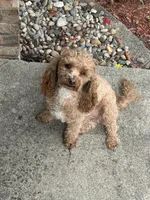 Buddy, a male Poodle - Miniature  for sale in Fort Wayne, IN – Photo 5 of 5
