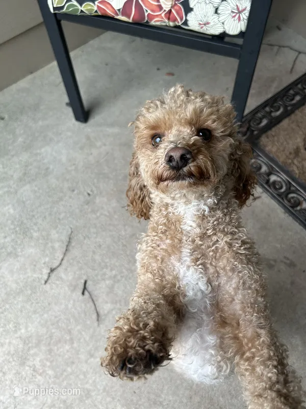 BUDDY – Poodle - Miniature  puppy for sale in Fort Wayne, IN